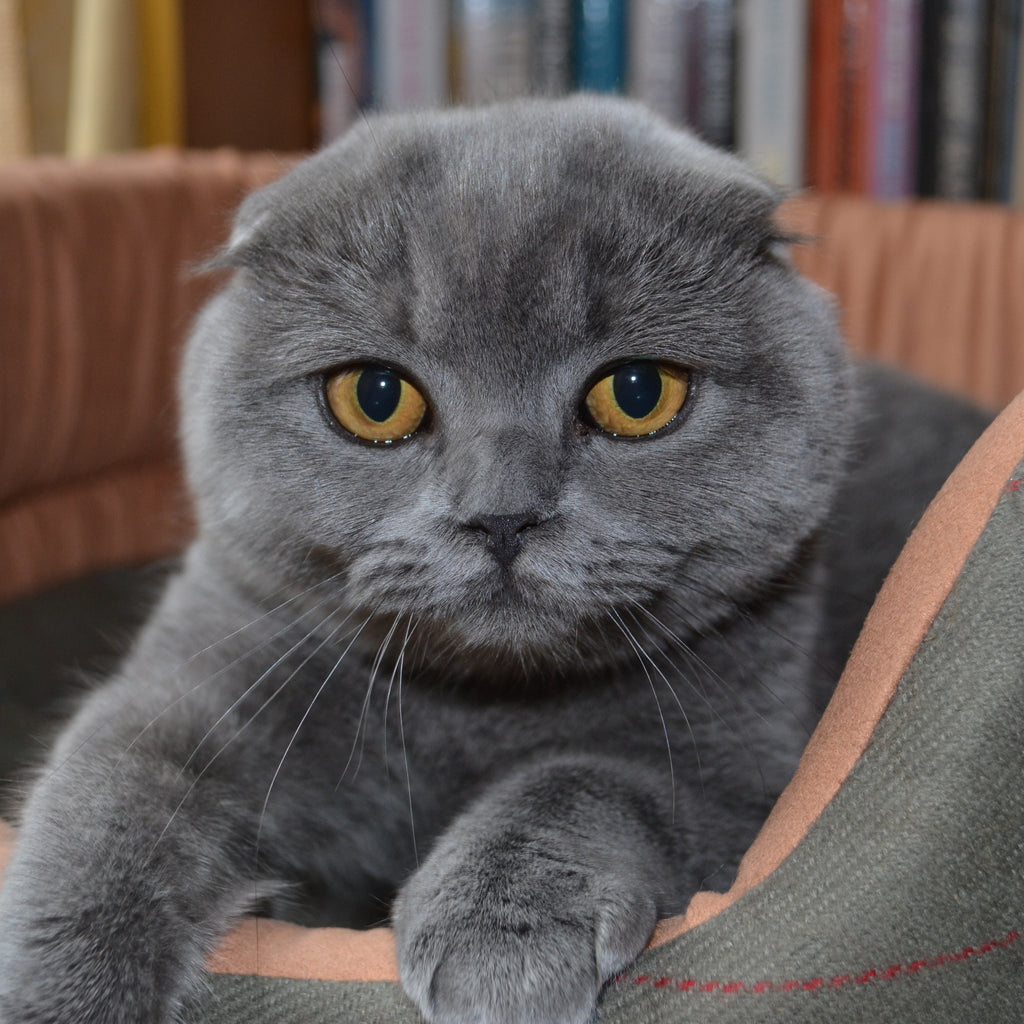 Sort Scottish Scottish Shorthair