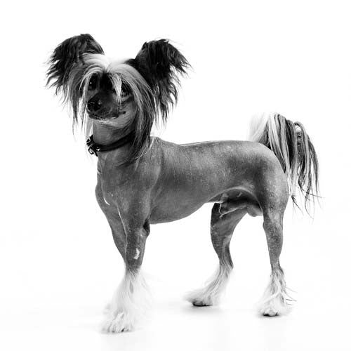 Chinese Crested - A Unique Beauty